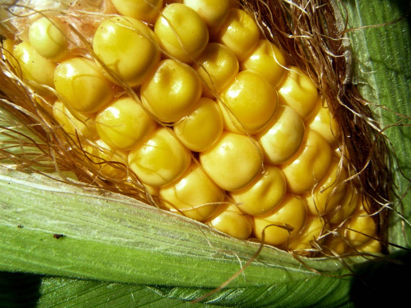 5 корисних властивостей солодкої кукурудзи, які повністю виправдовують вашу одержимість кукурудзою в качанах